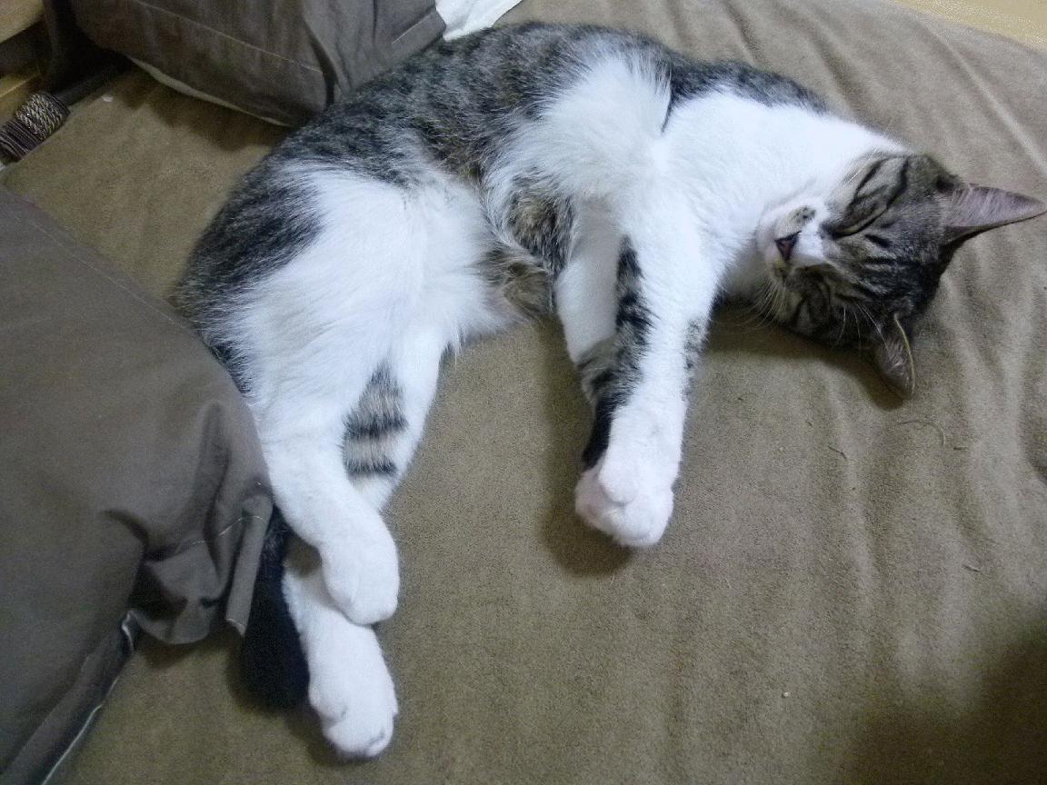 kaiyun 开云体育-中国篮球产业链布局优化，推动体育经济繁荣，中国篮球产业白皮书