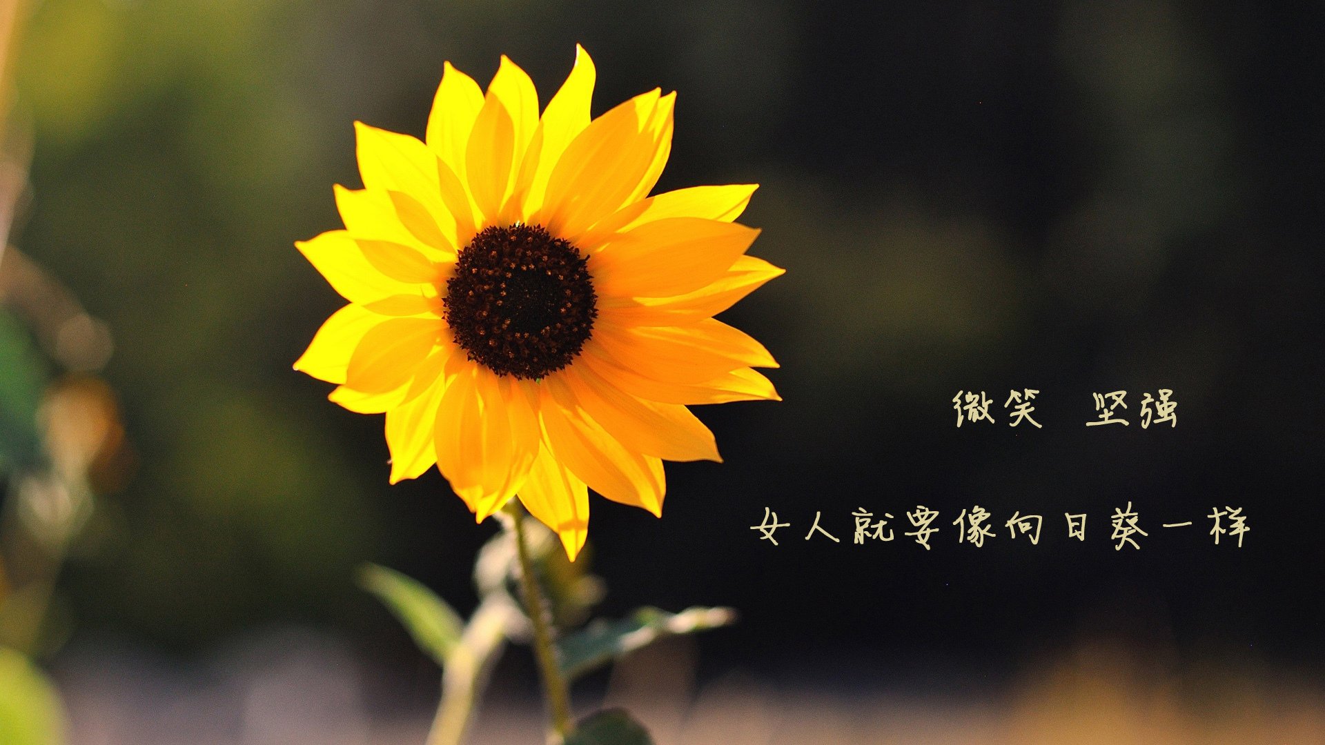 开云体育中国官方网站-国家足球青训示范基地建设成果丰硕，行业标准不断提升，全国足球青训机构排名