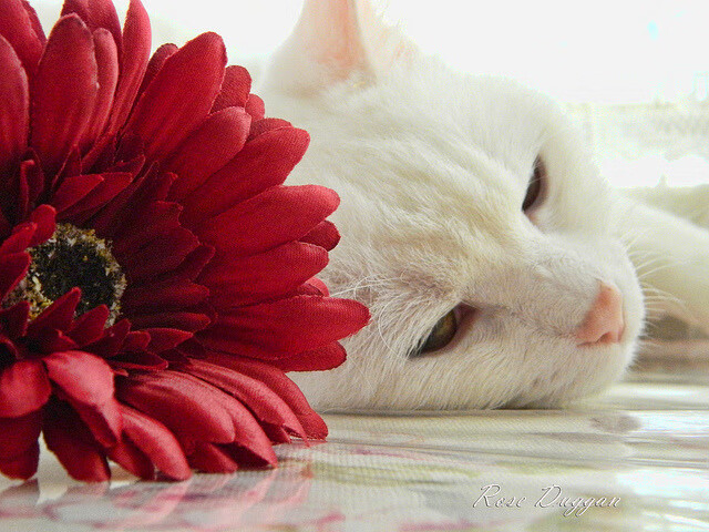 开云网页版登录入口-意甲精彩瞬间不断，球员心路分享，意甲出场